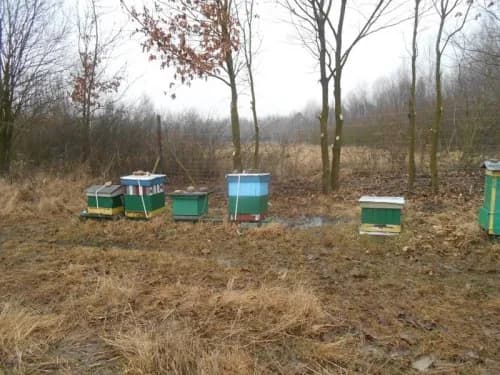 Jaką farbą malować ule, aby zapewnić bezpieczeństwo pszczołom? Jaką farbą malować ule, aby zapewnić bezpieczeństwo pszczołom?